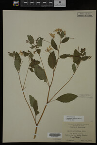 Impatiens capensis image