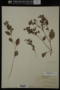 Impatiens capensis image