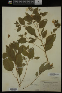 Impatiens capensis image