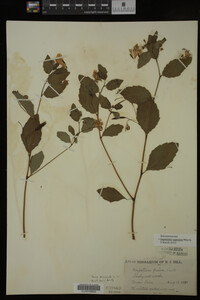 Impatiens capensis image