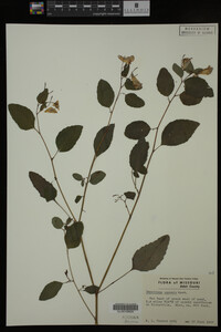 Impatiens capensis image