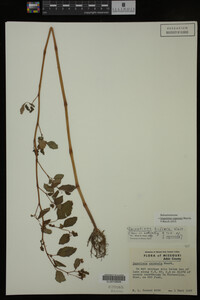 Impatiens capensis image
