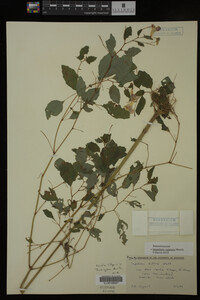Impatiens capensis image