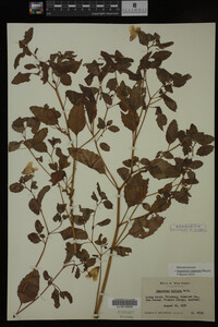 Impatiens capensis image
