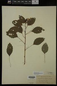 Impatiens capensis image