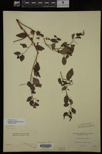 Impatiens capensis image
