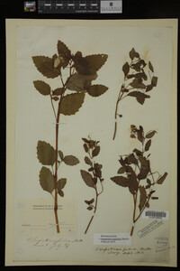 Impatiens capensis image