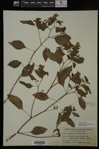 Impatiens capensis image