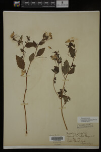 Impatiens capensis image