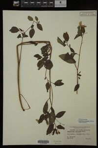 Image Associated With the Occurrence