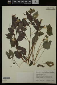 Impatiens capensis image