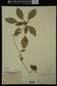 Impatiens capensis image