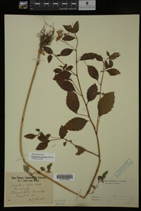 Impatiens capensis image
