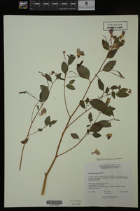 Impatiens capensis image