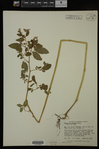 Impatiens capensis image