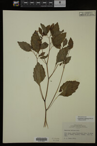Impatiens capensis image