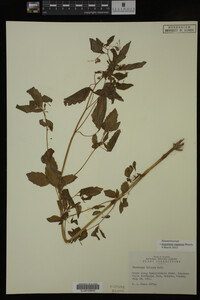 Impatiens capensis image