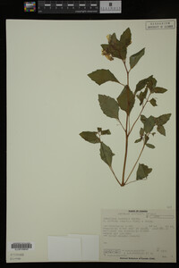 Impatiens capensis image