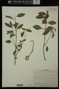 Impatiens capensis image