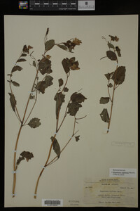 Impatiens capensis image