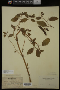 Impatiens capensis image