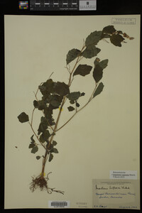 Impatiens capensis image