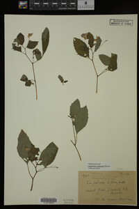 Image Associated With the Occurrence