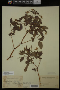 Impatiens capensis image