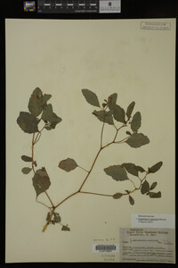 Impatiens capensis image