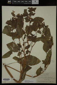 Impatiens capensis image