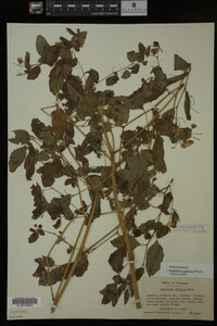 Impatiens capensis image