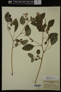 Impatiens capensis image