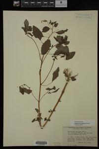 Impatiens capensis image