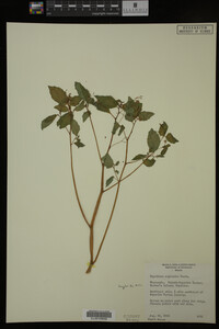 Image Associated With the Occurrence
