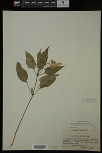 Impatiens glandulifera image