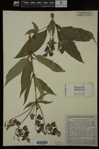 Impatiens glandulifera image