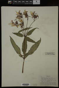 Impatiens glandulifera image