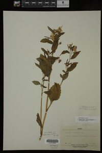 Impatiens noli-tangere image