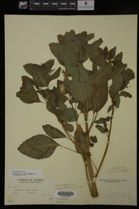 Impatiens noli-tangere image