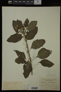 Image Associated With the Occurrence