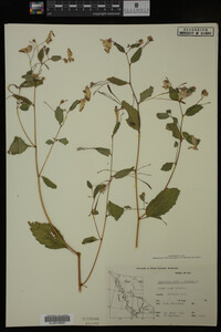 Impatiens noli-tangere image