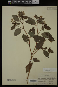 Media resource of Impatiens noli-tangere
