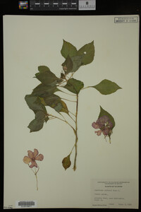 Image Associated With the Occurrence