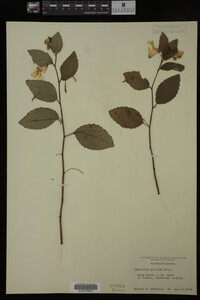 Impatiens pallida image