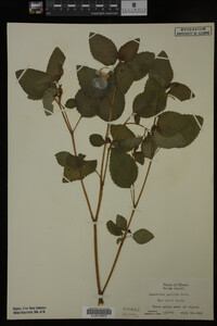 Impatiens pallida image