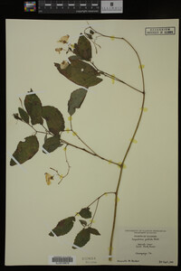 Impatiens pallida image