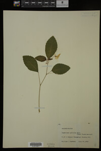 Impatiens pallida image