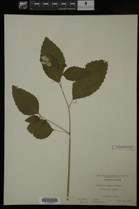 Impatiens pallida image