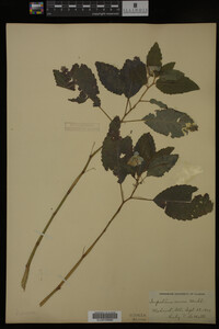 Impatiens pallida image