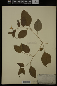 Image Associated With the Occurrence